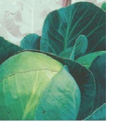 CABBAGE LITTLE SWEETIE